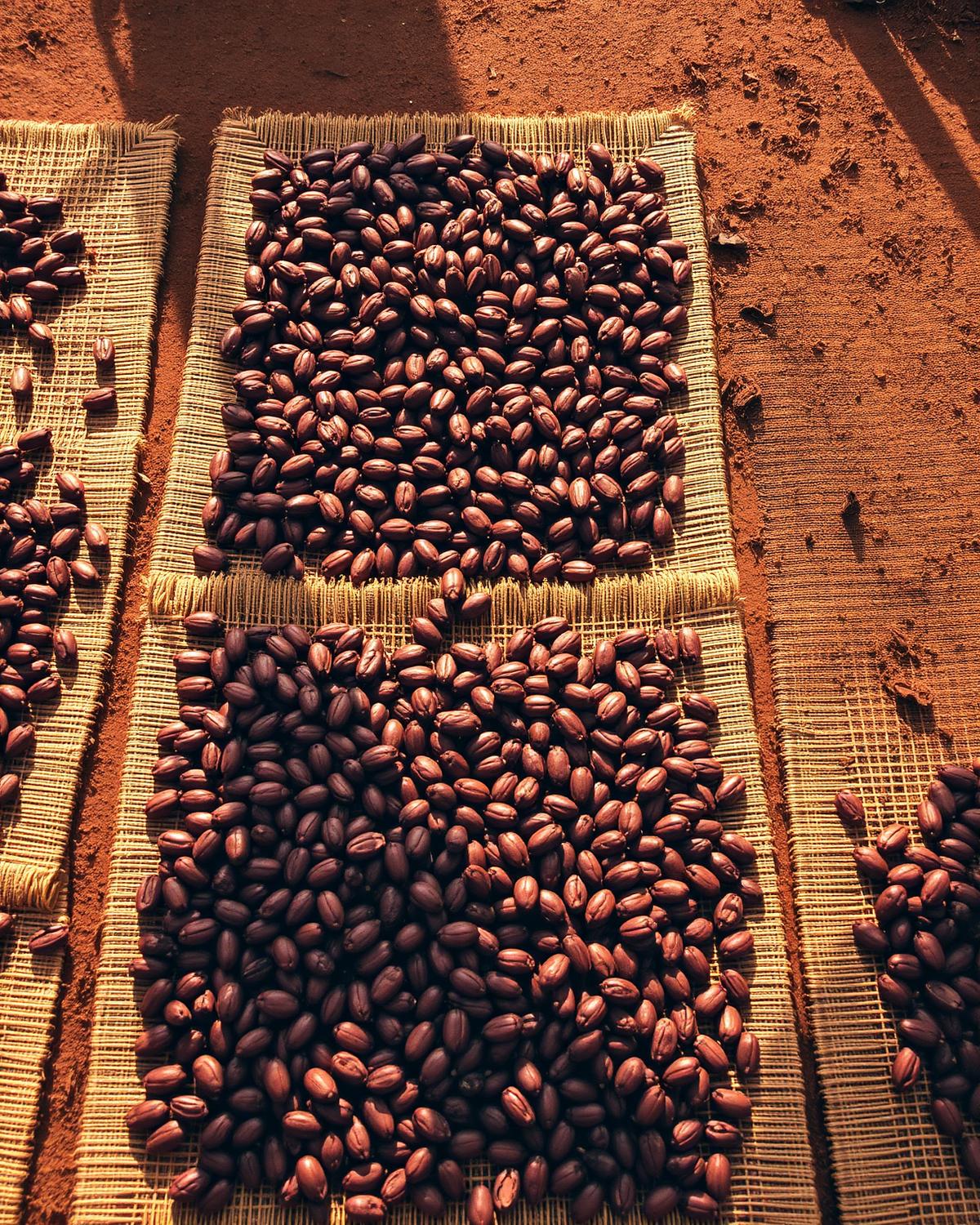 Cocoa beans drying on woven mats