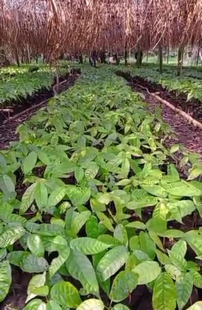 Young cacao seedlings growing in a shaded nursery, Sierra Leone
