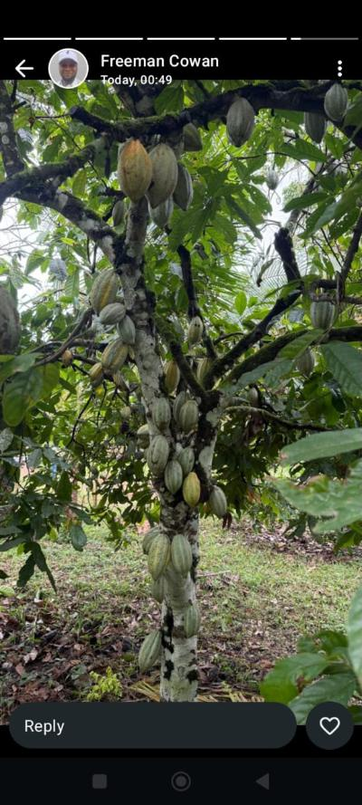 Aerial view of cacao plantation