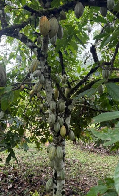 Mature cacao tree heavy with ripening pods on a member farm, Sierra Leone