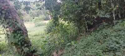 Cacao farm landscape across Sierra Leone's Eastern Province