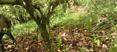 Young cacao pods growing under rainforest shade canopy on the forest floor, Sierra Leone